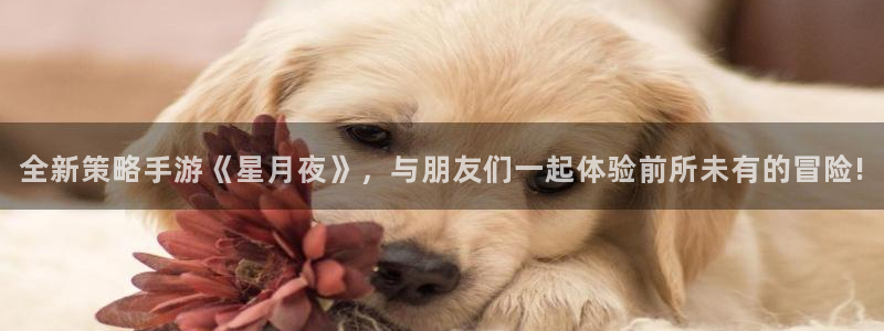 28南宫集团：全新策略手游《星月夜》，与朋友们一起体验前所未